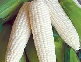 Кукуруза Русалка  купить