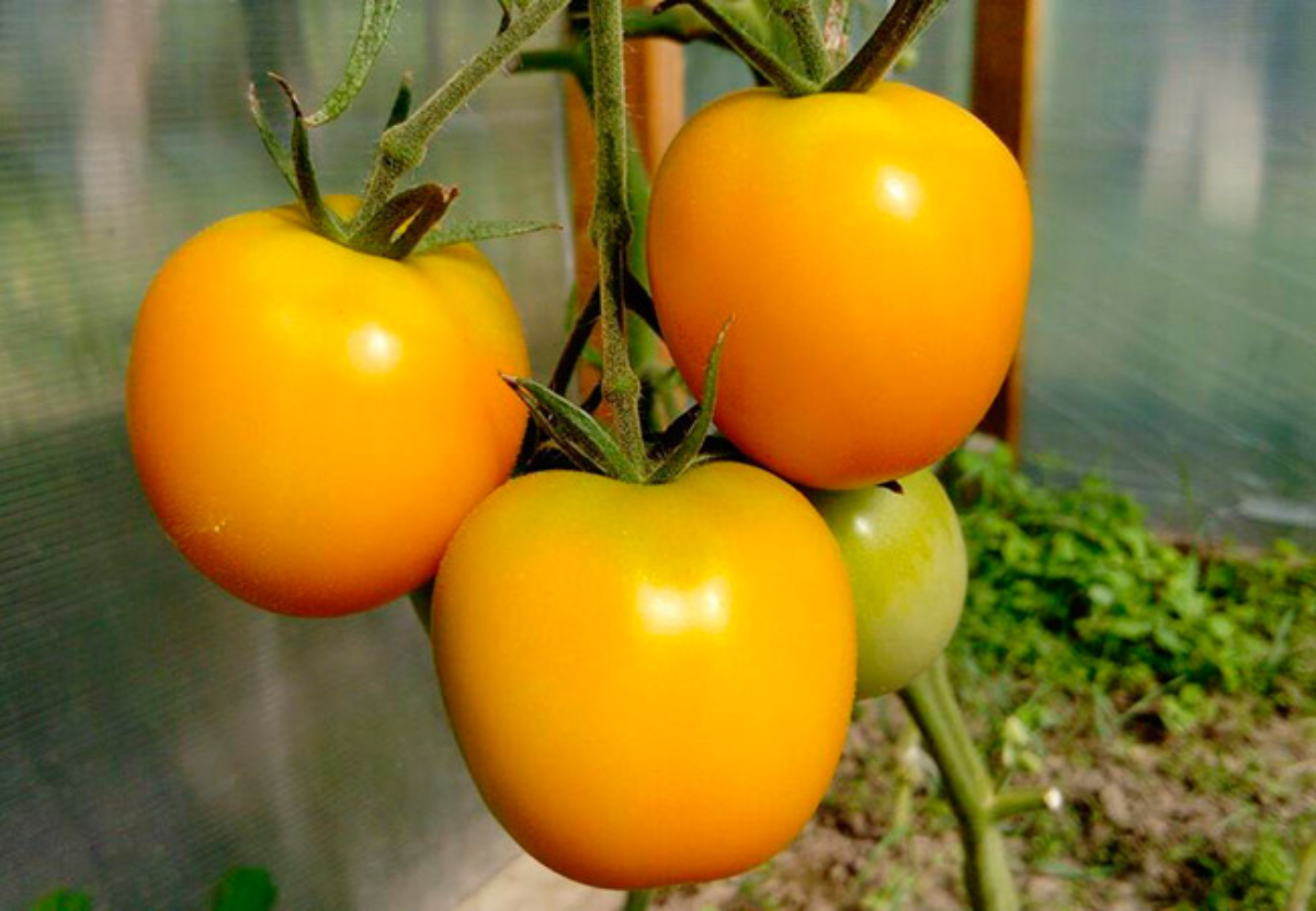 Сорт томатов эльдорадо