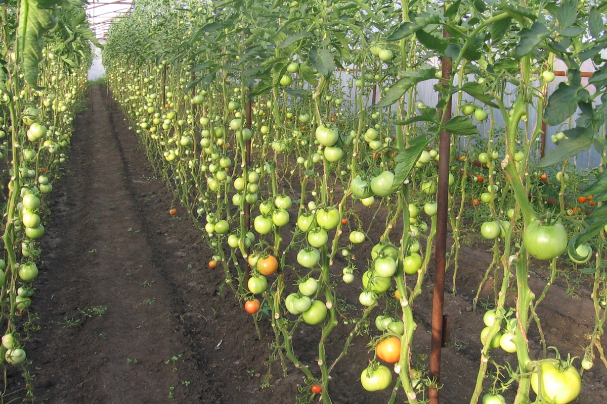 Статья от Dobrodar: Томаты - Какие бывают сорта и виды томатов, и как ихвыращивать?